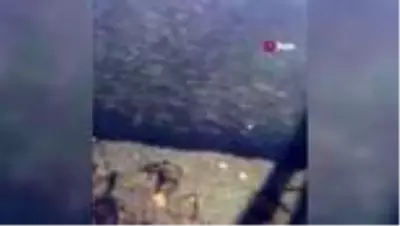 Nallıhan'da toplu balık ölümleri dikkat çekti