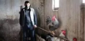 Horasan: Sahte çek ve senetle dolandırılan 30 besicinin ahırında, horoz ve tavuklar kaldı Horasan: Sahte çek ve senetle dolandırılan 30 besicinin ahırında, horoz ve tavuklar kaldı