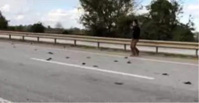 Yolda can çekişen kuşlar için kendi canını hiçe sayan vatandaş o anları anlattı Yolda can çekişen kuşlar için kendi canını hiçe sayan vatandaş o anları anlattı