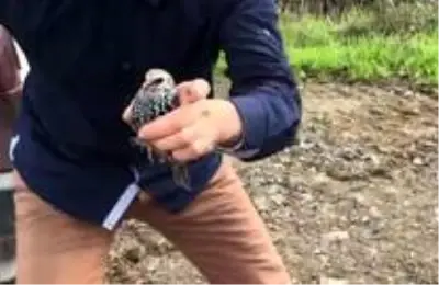 Yolda can çekişen kuşlar için kendi canını hiçe sayan vatandaş o anları anlattı Yolda can çekişen kuşlar için kendi canını hiçe sayan vatandaş o anları anlattı