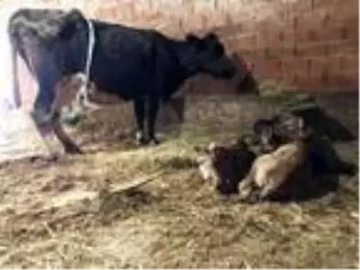 15 gün önce satın aldığı inek üçüz doğurdu 15 gün önce satın aldığı inek üçüz doğurdu
