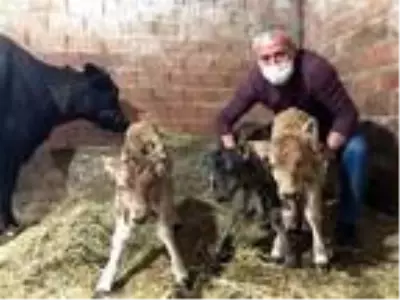 15 gün önce satın aldığı inek üçüz doğurdu 15 gün önce satın aldığı inek üçüz doğurdu