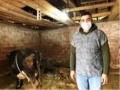 15 gün önce satın aldığı inek üçüz doğurdu 15 gün önce satın aldığı inek üçüz doğurdu