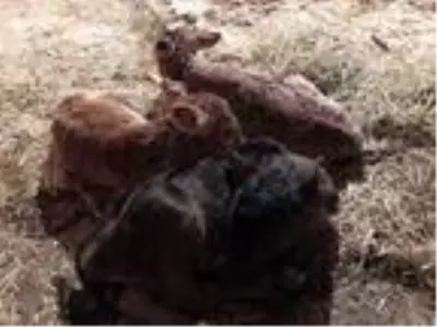 15 gün önce satın aldığı inek üçüz doğurdu 15 gün önce satın aldığı inek üçüz doğurdu