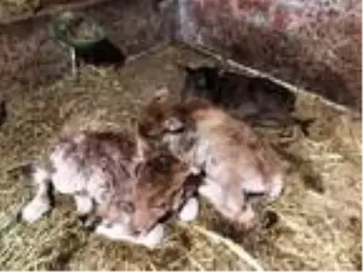 15 gün önce satın aldığı inek üçüz doğurdu 15 gün önce satın aldığı inek üçüz doğurdu