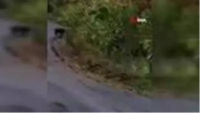 Aç kalan domuz sürüleri köylere inmeye başladı Aç kalan domuz sürüleri köylere inmeye başladı
