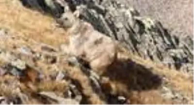 Ayı saldırısında yaralanan kişinin koronavirüs testi pozitif çıktı Ayı saldırısında yaralanan kişinin koronavirüs testi pozitif çıktı