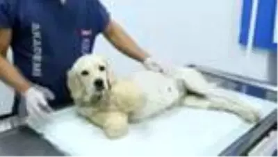 Bacakları kesilmiş halde bulunan köpeğin durumu iyiye gidiyor Bacakları kesilmiş halde bulunan köpeğin durumu iyiye gidiyor