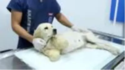 Bacakları kesilmiş halde bulunan köpeğin durumu iyiye gidiyor Bacakları kesilmiş halde bulunan köpeğin durumu iyiye gidiyor