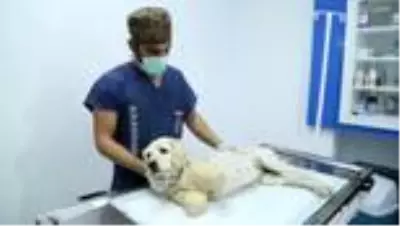 Bacakları kesilmiş halde bulunan köpeğin durumu iyiye gidiyor