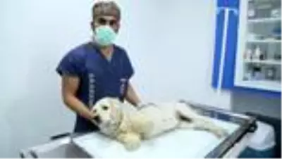 Bacakları kesilmiş halde bulunan köpeğin durumu iyiye gidiyor