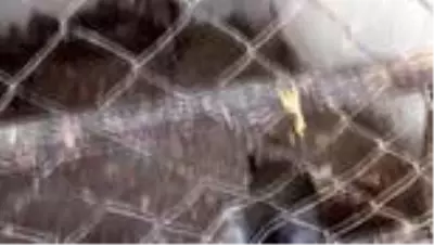 Bahçede bulunan maymun koruma altına alındı Bahçede bulunan maymun koruma altına alındı