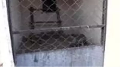 Bahçede bulunan maymun koruma altına alındı