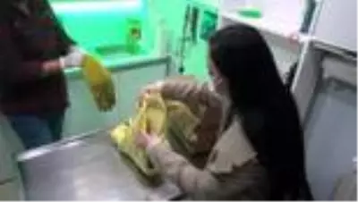 Bahçesinde bulduğu yavru kirpiyi veteriner hekime emanet etti Bahçesinde bulduğu yavru kirpiyi veteriner hekime emanet etti