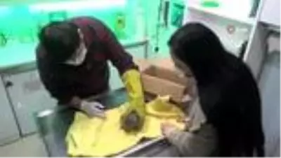 Bahçesinde bulduğu yavru kirpiyi veteriner hekime emanet etti