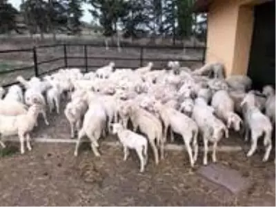 BAÜN, Veteriner Fakültesiyle Bölge Hayvancılığına Güç Katıyor BAÜN, Veteriner Fakültesiyle Bölge Hayvancılığına Güç Katıyor