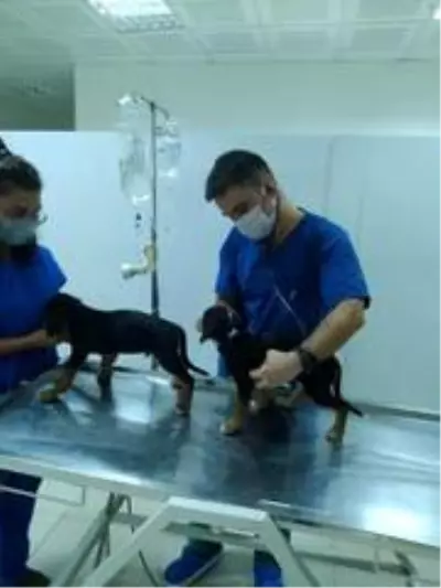 BAÜN, Veteriner Fakültesiyle Bölge Hayvancılığına Güç Katıyor BAÜN, Veteriner Fakültesiyle Bölge Hayvancılığına Güç Katıyor
