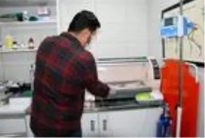 Bitkin halde bulunan kirpi tedaviye alındı Bitkin halde bulunan kirpi tedaviye alındı