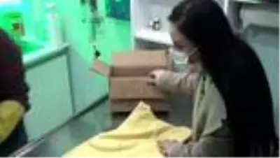 Bitkin halde bulunan yavru kirpi tedaviye alındı