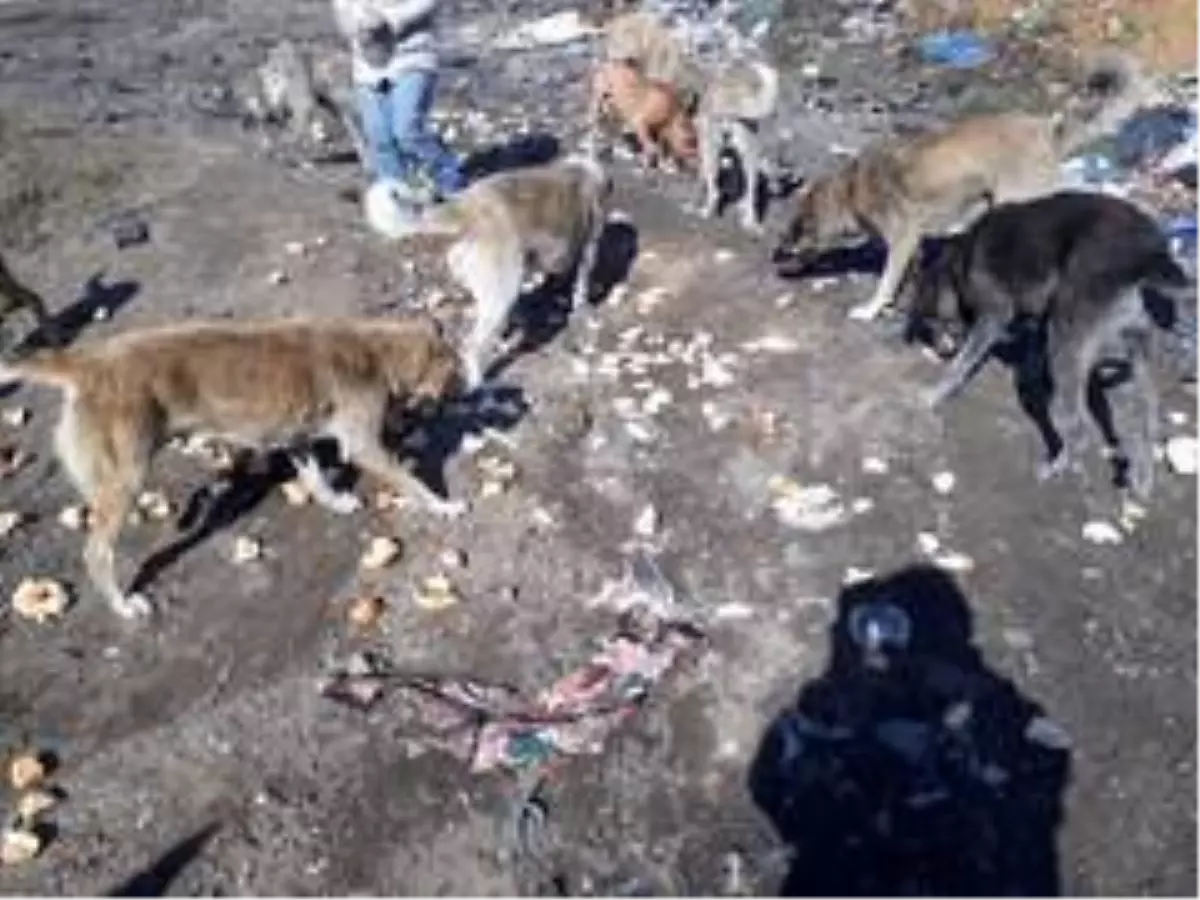 Çöpten topladıkları bayat ekmekleri sahipsiz köpeklere AŞ ediyorlar