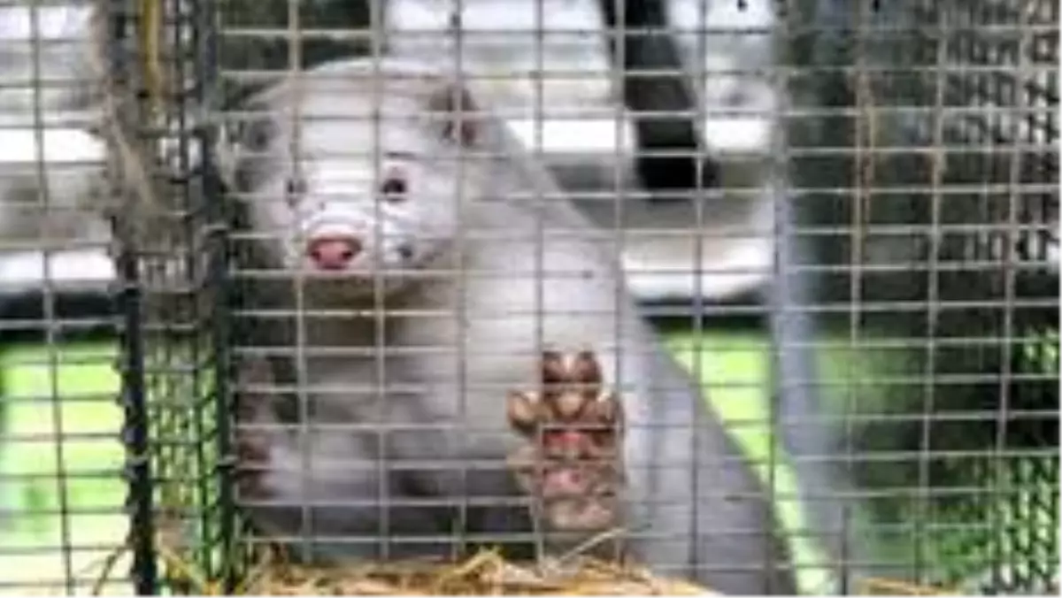 Koronavirüs: Danimarka'nın ardından Polonya'da da vizon çiftliği çalışanlarında koronavirüs tespit edildi