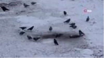 Erzurum'da soğuk hava ve sis etkili oluyor Erzurum'da soğuk hava ve sis etkili oluyor
