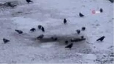 Erzurum'da soğuk hava ve sis etkili oluyor Erzurum'da soğuk hava ve sis etkili oluyor