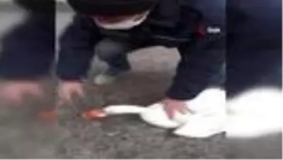 Gagasına öyle bir şey sıkıştı ki, yardımına vatandaşlar koştu Gagasına öyle bir şey sıkıştı ki, yardımına vatandaşlar koştu
