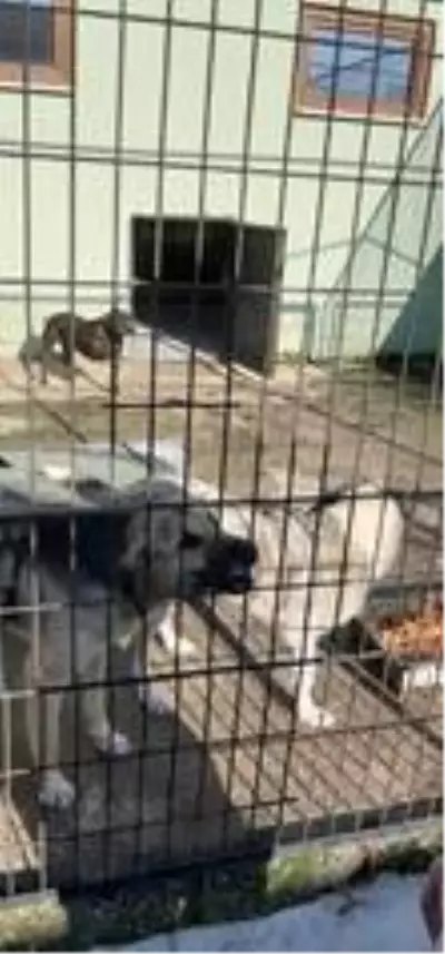 Geçici Hayvan Bakımevi denetlendi Geçici Hayvan Bakımevi denetlendi