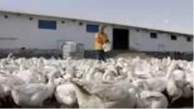 Hobi olarak başladıkları kaz yetiştiriciliğinde çiftlik sahibi oldular Hobi olarak başladıkları kaz yetiştiriciliğinde çiftlik sahibi oldular