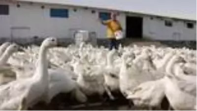 Hobi olarak başladıkları kaz yetiştiriciliğinde çiftlik sahibi oldular Hobi olarak başladıkları kaz yetiştiriciliğinde çiftlik sahibi oldular