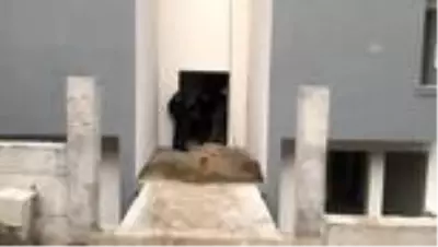 Son dakika haber | İnşaat bekçisi ölü bulundu Son dakika haber | İnşaat bekçisi ölü bulundu