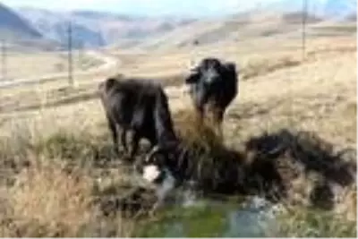 Manda sütü talebine yetişemiyor Manda sütü talebine yetişemiyor