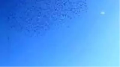 Sığırcık kuşları gökyüzünde adeta dans etti Sığırcık kuşları gökyüzünde adeta dans etti