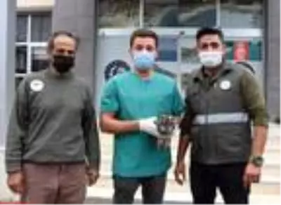 Tüfekle vurulan yaralı baykuş tedaviye alındı Tüfekle vurulan yaralı baykuş tedaviye alındı