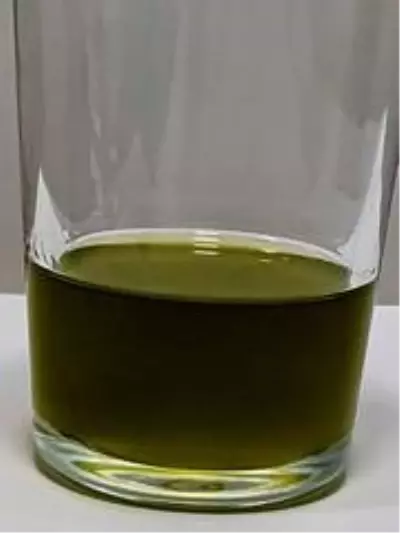 Zeytinyağı üreticilerinin yüzü gülüyor Zeytinyağı üreticilerinin yüzü gülüyor