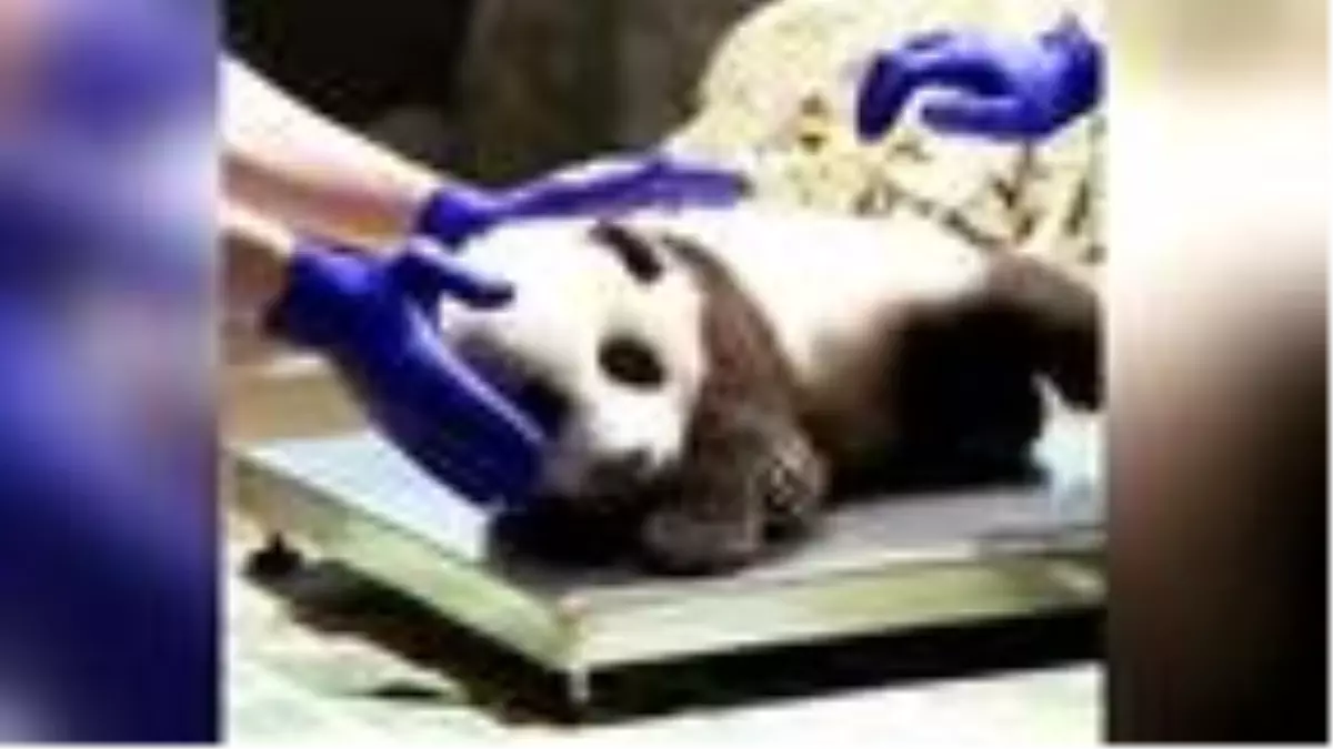 ABD'de sağlık kontrolü olan küçük pandanın görüntüleri paylaşım rekoru kırdı