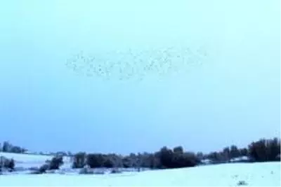 Ağrı'da etkili olan kar kartpostallık görüntülere sahne oldu Ağrı'da etkili olan kar kartpostallık görüntülere sahne oldu