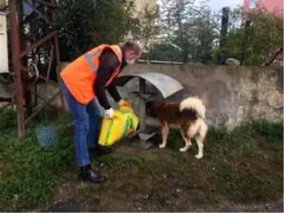 Altınordu'da sokak hayvanları düzenli olarak besleniyor Altınordu'da sokak hayvanları düzenli olarak besleniyor