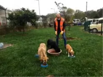 Altınordu'da sokak hayvanları düzenli olarak besleniyor Altınordu'da sokak hayvanları düzenli olarak besleniyor
