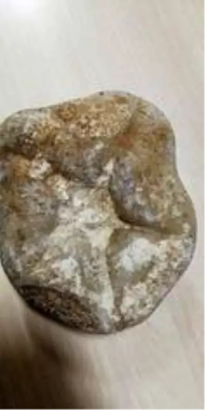 Çanakkale'de 30 milyon yıl öncesine ait 2 deniz fosili ele geçirildi Çanakkale'de 30 milyon yıl öncesine ait 2 deniz fosili ele geçirildi