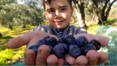 Dalından topladıkları zeytinin nasıl kurulacağı vatandaşa öğretiyorlar Dalından topladıkları zeytinin nasıl kurulacağı vatandaşa öğretiyorlar