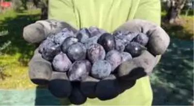 Dalından topladıkları zeytinin nasıl kurulacağı vatandaşa öğretiyorlar Dalından topladıkları zeytinin nasıl kurulacağı vatandaşa öğretiyorlar