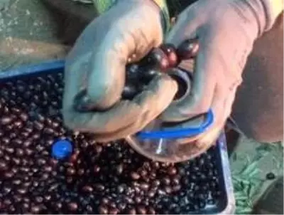 Dalından topladıkları zeytinin nasıl kurulacağı vatandaşa öğretiyorlar Dalından topladıkları zeytinin nasıl kurulacağı vatandaşa öğretiyorlar