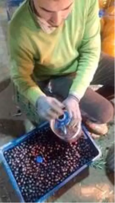 Dalından topladıkları zeytinin nasıl kurulacağı vatandaşa öğretiyorlar Dalından topladıkları zeytinin nasıl kurulacağı vatandaşa öğretiyorlar