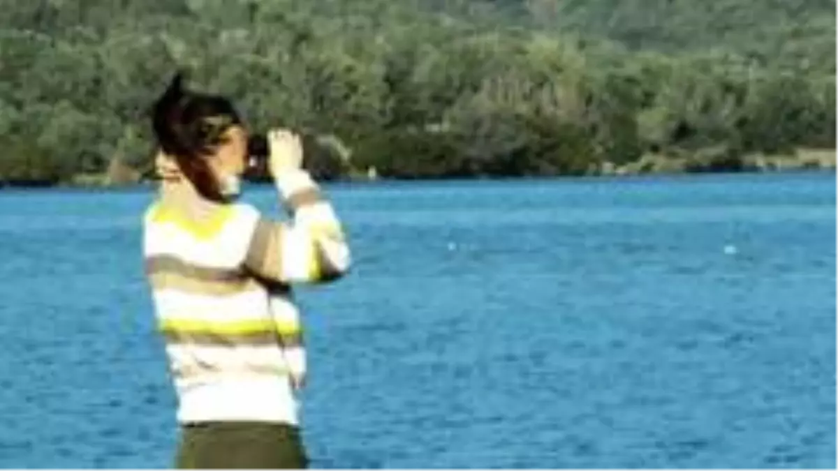 Flamingolar Bodrum'a çok erken geldi