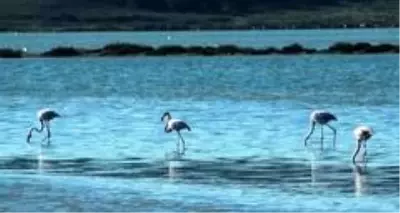 Flamingolar Bodrum'a çok erken geldi Flamingolar Bodrum'a çok erken geldi