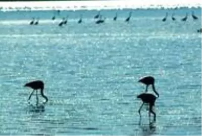 Flamingolar Bodrum'a çok erken geldi Flamingolar Bodrum'a çok erken geldi