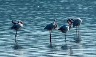 Flamingolar Bodrum'a çok erken geldi Flamingolar Bodrum'a çok erken geldi