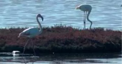 Flamingolar Bodrum'a çok erken geldi Flamingolar Bodrum'a çok erken geldi